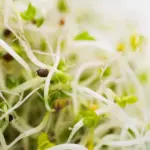 Alfalfa sprouts recalled for E. coli and salmonella after dozens of illnesses