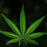 10 Biggest Cannabis Stocks in the US and Canada in 2026