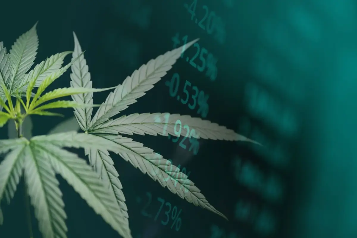 Curaleaf Plans US$272 Million Hostile Bid for Aurora Cannabis