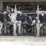 Trump tariffs hit Canada’s dairy farmers as US sales stall
